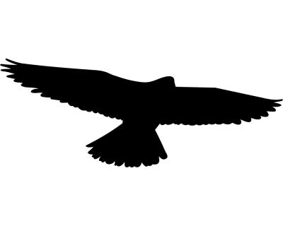 Falke Vogel Tier Aufkleber Autoaufkleber Sticker für Auto Motorrad  Wohnmobil Scheiben