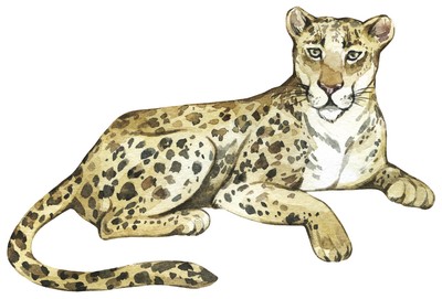 Leopard Aufkleber