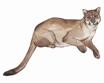 Puma Aufkleber